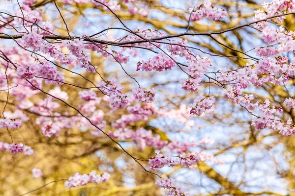 Cseresznyefa Tavasszal Sakura Virágok Háttér — Stock Fotó