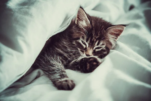 Χαριτωμένο Γατάκι Κοιμάται Καλυμμένο Κουβέρτα — Φωτογραφία Αρχείου