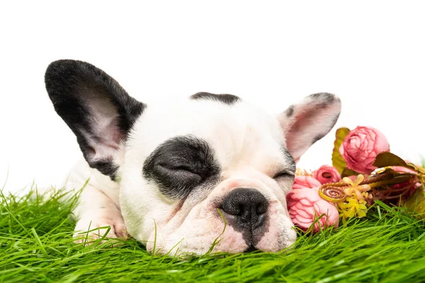 Bulldog Francés Retrato Cachorro Aislado Blanco — Foto de Stock