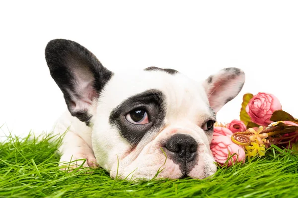 Francese Bulldog Cucciolo Ritratto Isolato Bianco — Foto Stock