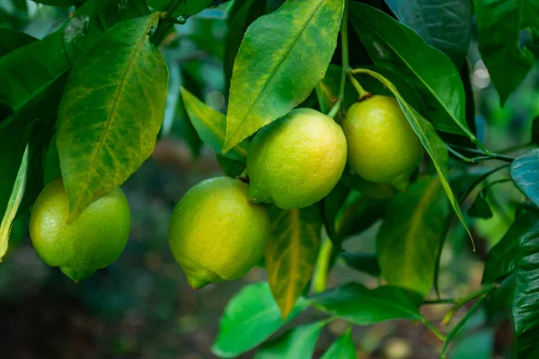 Limas Limón Verde Fresco Árbol Jardín Orgánico —  Fotos de Stock