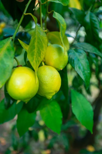 Fresh Green Lemon Limes Tree Organic Garden — Stock Photo, Image