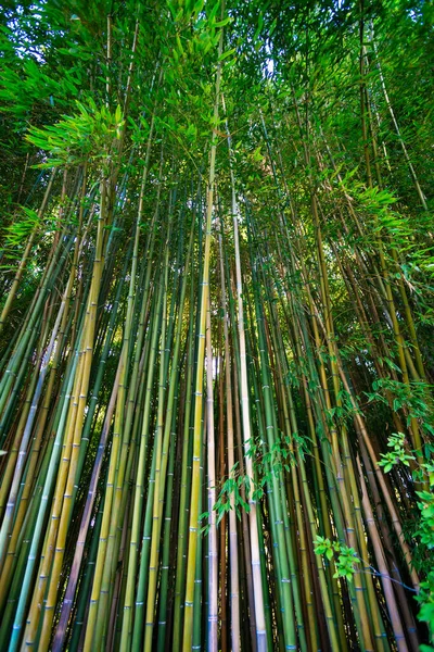 Lanscape Bambuszfa Trópusi Esőerdőkben — Stock Fotó
