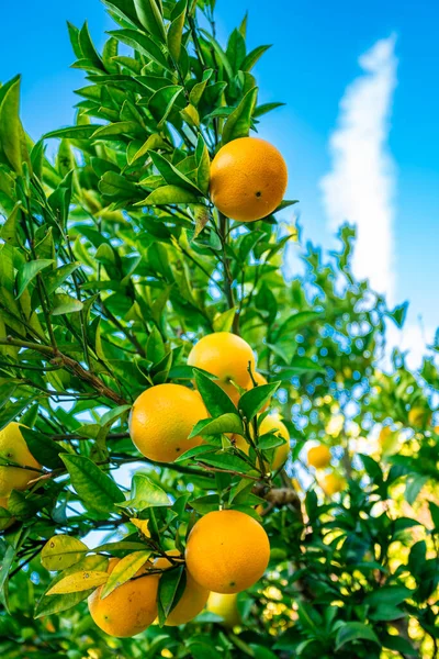 Apelsiner Gren Med Gröna Blad Träd — Stockfoto