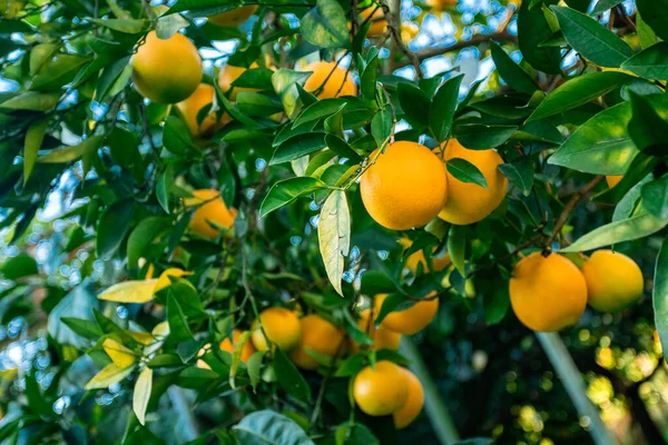 Sinaasappels Tak Met Groene Bladeren Boom — Stockfoto