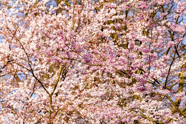 Une Photo Fleur Cerisier Cerisier Printemps — Photo