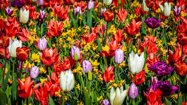 Schuss Bunte Blumen Floraler Hintergrund — Stockfoto