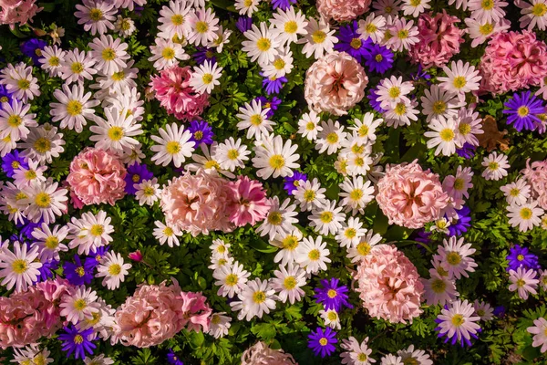 Renkli Çiçeklerden Bir Yudum Çiçek Arkaplanı — Stok fotoğraf