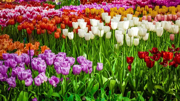 Shot Colorful Flowers Цветочный Фон — стоковое фото