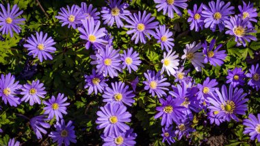  Çiçek arka plan kentsel orman duvarı 