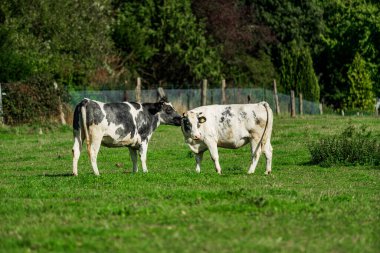 Çayırdaki sığırlar. İnekler yeşil alanda. 