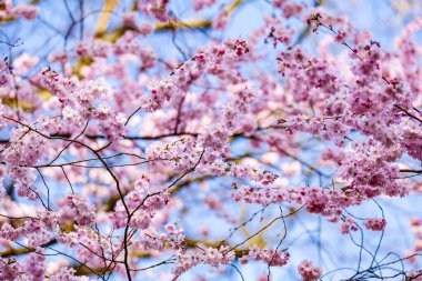 Baharda kiraz ağacı. Sakura Çiçekleri Arkaplanı