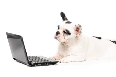 Bilgisayar portresi beyaz üzerine izole edilmiş Fransız bulldog köpeği.