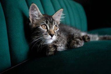 Kedi yavrusu yeşil kanepede yatıyor. 