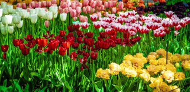 Çiçek laleleri. Lale Alanı