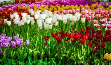 Muhteşem bahar bahçesi detaylarıyla laleler. Güzel Bahar Çiçekleri.