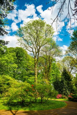 Baharda çiçek açan ağaçları olan güzel bir bahçe.