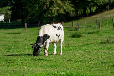Çayırdaki sığırlar. İnekler yeşil alanda. 
