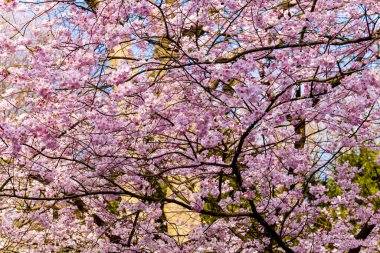 Baharda kiraz ağacı. Sakura Çiçekleri Arkaplanı
