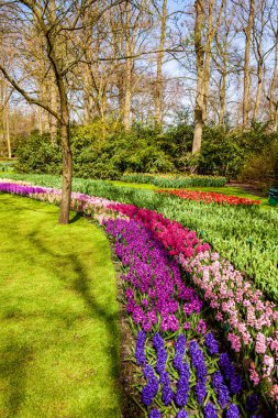 Yerel parkta çiçek açan ağaç.
