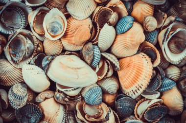 Arka plan olarak karışık renkli deniz kabukları. Deniz kabuğu dokusu 