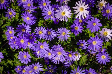  Çiçek arka plan kentsel orman duvarı 