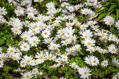  Çiçek arkaplanını güzel papatya çiçekleriyle kapatın.