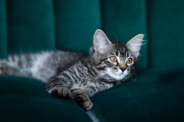 Kedi yavrusu çok güzel. gri kedi yavrusu