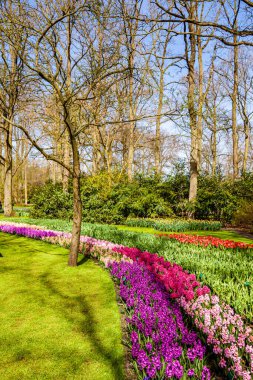Yerel parkta çiçek açan ağaç.