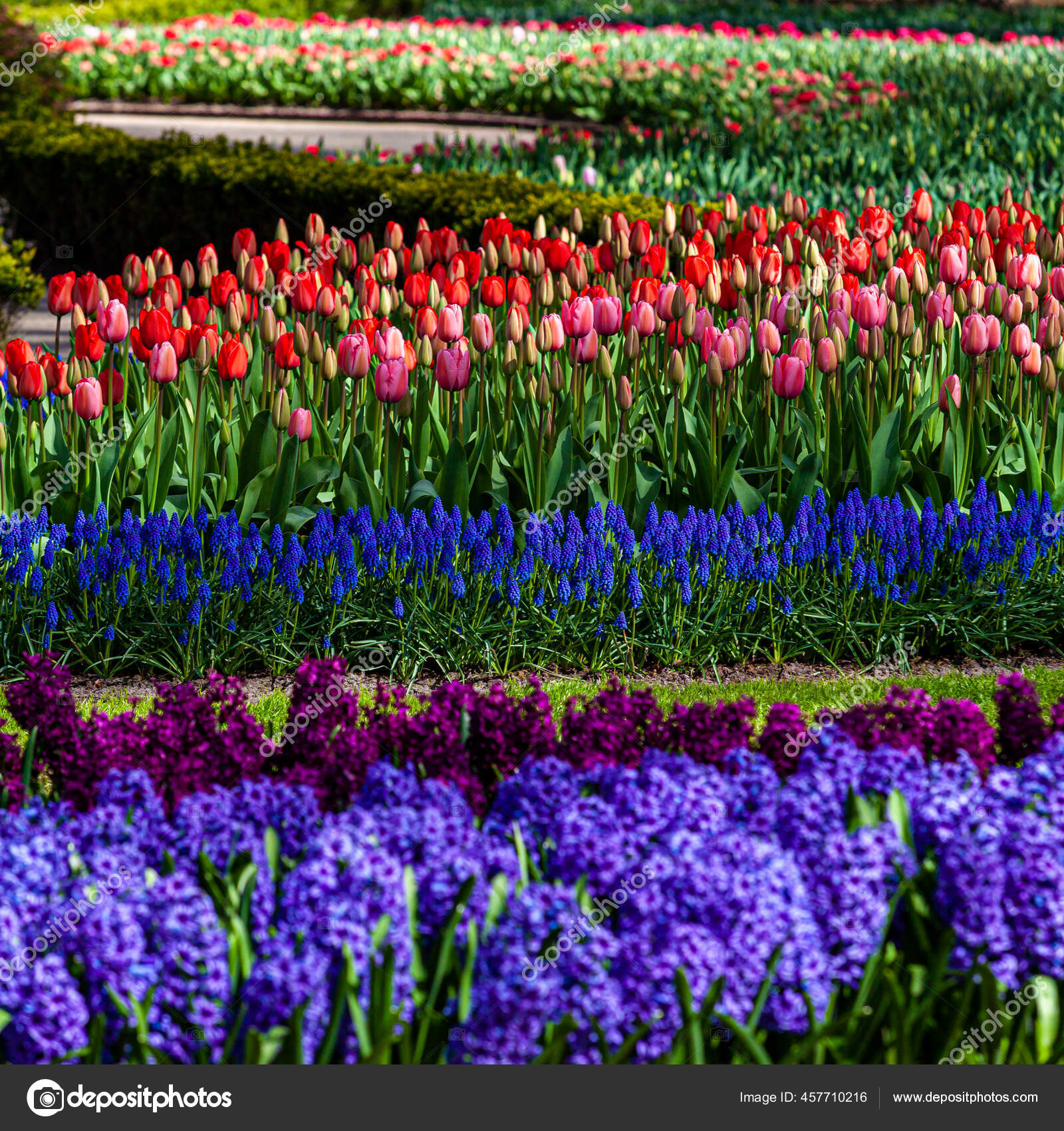 Taman Bunga Yang Indah Latar Belakang Musim Semi Stok Foto C Ewastudio 457710216