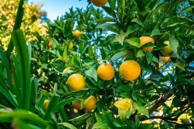 Ağaçta olgun mandalinaların yakın çekimi 