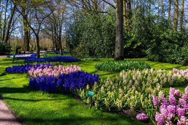 Güzel bahçe çiçekleri. Bahar arkaplanı