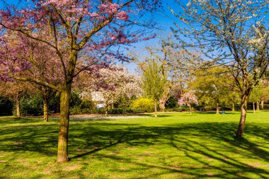 Bir kadeh kiraz çiçeği. Baharda Kiraz Ağacı