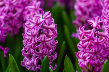 Bahçedeki sümbül çiçekleri.