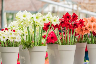 kırmızı ve beyaz Amaryllis çiçekleri çiçek açıyor