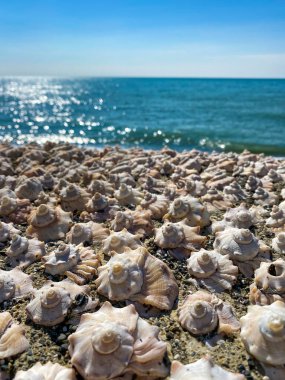 Kumsalda deniz kabukları 