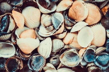 Arka plan olarak karışık renkli deniz kabukları. Deniz kabuğu dokusu 