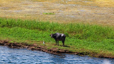Mısır. Nil gezisinde gün doğumu 
