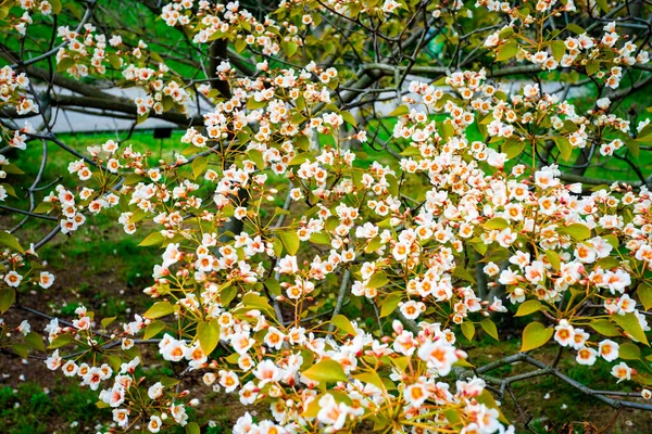 Białe Kwiaty Drzewa Aleurity Euphorbiaceae Wiosną — Zdjęcie stockowe