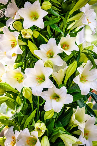 Bouquet Lys Blancs Beaux Lys Blancs — Photo
