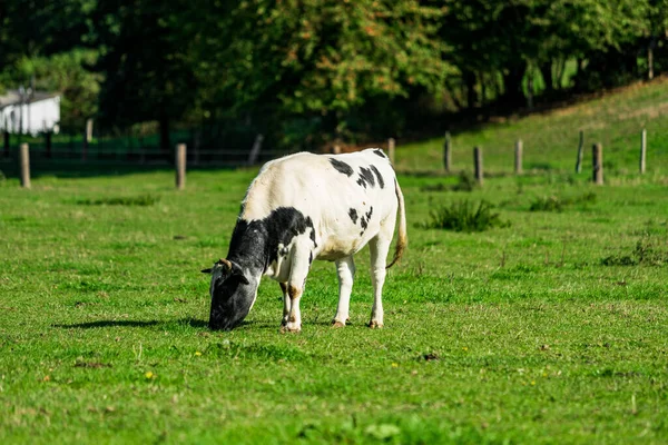 Cattle Meadow Cows Green Field — Stock Photo, Image