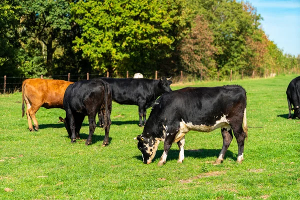 Ganado Prado Vacas Campo Verde — Foto de Stock