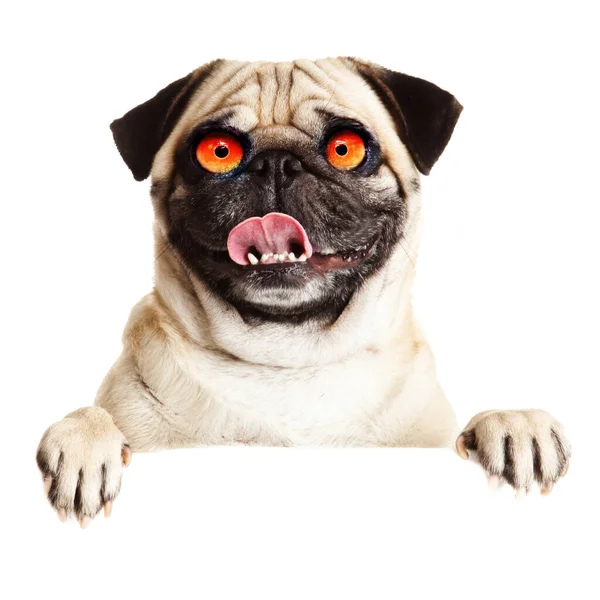 Loco Perro Con Grandes Ojos — Foto de Stock