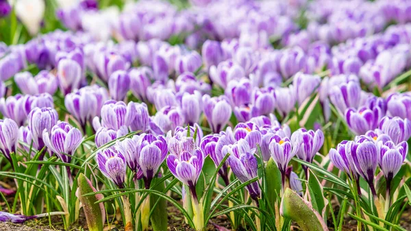Krokusfeld Krokusblüte Vorfrühlingsgarten — Stockfoto