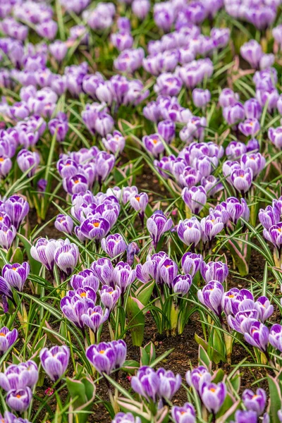 Pole Wiosna Kolorowymi Kwiatami Krokusa — Zdjęcie stockowe