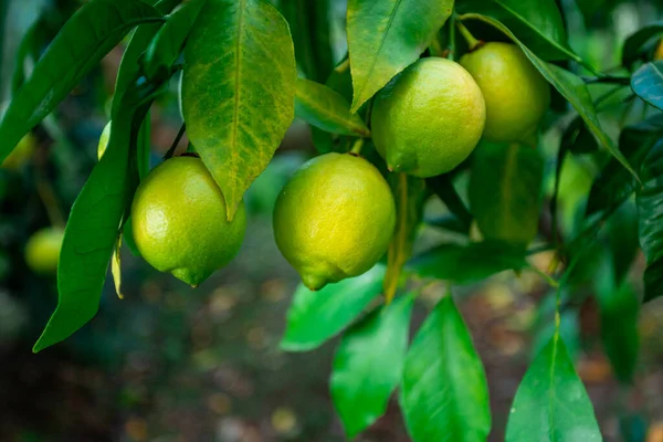 Fresh Green Lemon Limes Tree Organic Garden — Stock Photo, Image