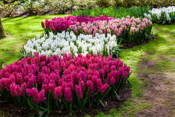 庭園ではヒヤシンスの花がクローズアップされ — ストック写真