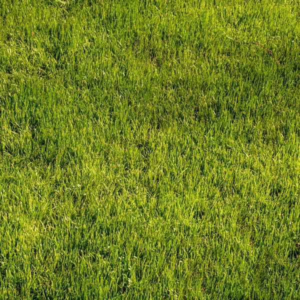 Зеленая Текстура Травы Вид Сверху — стоковое фото