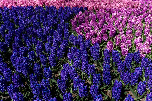 Hiacynt Kwiaty Zbliżenie Ogrodzie — Zdjęcie stockowe