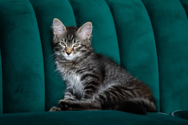 Gatito Muy Hermoso Gatito Gris —  Fotos de Stock